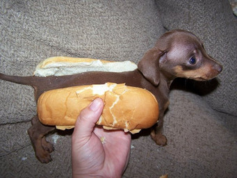 ambiguous_gender bread daww duo feral food furniture hot_dog humor pun real sofa solo_focus tail saberwolfen canid canine canis domestic_dog mammal 4:3 grandfathered_content low_res
