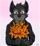 anthro black_body black_fur brown_eyes flower fur male plant ziegelzeig brutus_deagon_(brutusdeagon) canid canine canis mammal wolf 2024