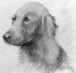 ambiguous_gender bust_portrait canid canine canis dated domestic_dog feral floppy_ears forgery graphite_(artwork) greyscale lol_comments looking_at_viewer low_res mammal monochrome pencil_(artwork) portrait realistic shaded signature sitting solo traditional_media_(artwork) unknown_artist