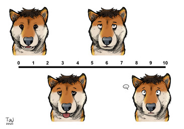 after_transformation ambiguous_gender black_eyes black_nose bodily_fluids brown_eyes brown_hair brown_sclera ellipsis feral fur hair head_tuft implied_transformation looking_at_viewer monotone_background multicolored_body multicolored_fur number short_ears simple_background sketchy snout solo sweat sweatdrop tongue tongue_out tuft two_tone_body two_tone_fur white_background taitora canid canine canis domestic_dog mammal 2021 dated hi_res signature watermark