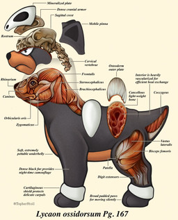 ambiguous_gender anatomical_diagram anatomical_study anatomy anatomy_chart black_body bone brown_body brown_countershading chart countershade_face countershade_torso countershading cross_section feral mouth_closed page_number scientific_name side_view simple_background skull solo tail tan_background text twitter_handle white_sclera x-ray_view christopher_stoll nintendo pokemon pokenatomy generation_2_pokemon houndour pokemon_(species) 2025 biological_illustration digital_drawing_(artwork) digital_media_(artwork) english_text exploded-view_drawing full-length_portrait hi_res portrait technical_illustration