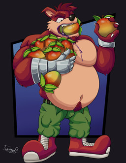 anthro belly big_belly bloated bottomwear bulge clothing eating food fruit male musclegut muscular muscular_anthro muscular_male navel open_mouth pants pecs plant solo stuffing wumpa_fruit tummyrubblins activision crash_bandicoot_(series) crunch_bandicoot bandicoot mammal marsupial hi_res