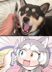 cellphone electronics female hair heterochromia irl_trace motion_lines open_mouth phone sharp_teeth short_hair simple_background solo sparkles sparkling_eyes surprise teeth tongue nanatiiiiiiiiii kemono_friends mutt_(kemono_friends) animal_humanoid canid canid_humanoid canine canine_humanoid canis domestic_dog humanoid mammal mammal_humanoid hi_res