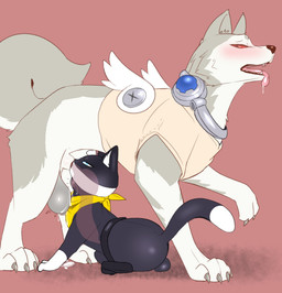 animal_genitalia animal_penis balls butt canine_genitalia canine_penis duo erection fellatio feral feral_on_feral feral_penetrated feral_penetrating feral_penetrating_feral genitals half-closed_eyes interspecies knot knot_root knotted_penis knotting large_penetration larger_feral larger_male male male/male male_feral male_penetrated male_penetrating male_penetrating_male narrowed_eyes open_mouth oral oral_knotting oral_penetration penetration penile penile_penetration penis penis_in_mouth servicing_from_below sex sheath size_difference smaller_feral smaller_male smaller_penetrated throbbing throbbing_balls tongue tongue_out notsafecat persona_(series) persona_3 persona_5 koromaru morgana_(persona) canid canine canis domestic_cat domestic_dog felid feline felis mammal hi_res
