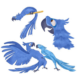 avian_feet beak black_beak black_feet blue_body blue_eyes blue_feathers brown_eyes countershade_face countershading duo feathers feet female feral male toony rawser 20th_century_fox blue_sky_studios rio_(series) blu_(rio) jewel_(rio) avian bird macaw neotropical_parrot parrot spix's_macaw true_parrot 1:1 hi_res