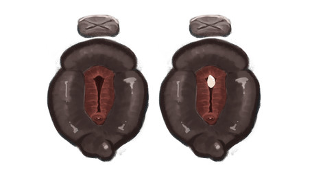 animal_genitalia animal_vulva anus bodily_fluids canine_genitalia canine_vulva clitoris close-up cum cum_inside cum_spurt female feral genital_close-up genital_fluids genital_focus genitals urethra zero_pictured fifity 16:9 4k absurd_res animated digital_drawing_(artwork) digital_media_(artwork) hi_res shaded widescreen