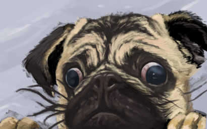 ambiguous_form ambiguous_gender black_body black_eyes black_fur close-up derp_eyes floppy_ears folded_ears front_view fur grey_background grey_sclera mouth_closed simple_background solo tan_body tan_fur whiskers deriaz canid canine canis domestic_dog mammal molosser pug small_molosser toy_dog 2013 digital_drawing_(artwork) digital_media_(artwork) headshot_portrait portrait