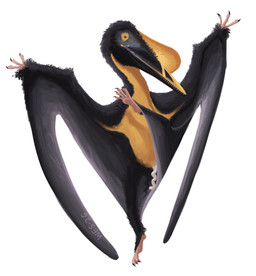 beak black_beak black_body black_claws black_eyes black_feathers black_wings claws feathers feet feral front_view genitals head_turned male membrane_(anatomy) membranous_wings mouth_closed neutral_expression orange_beak orange_body orange_feathers penis pink_feet pink_hands raised_foot sharp_teeth simple_background soles solo spiral_penis spread_arms teeth white_background white_penis wings wescillus aurorazhdarcho prehistoric_species pterosaur reptile scalie 2026 digital_drawing_(artwork) digital_media_(artwork) hi_res