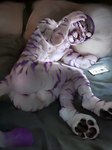 2022 adelaherz anthro anus backsack balls bed butt casual_nudity cellphone electronics felid fur furniture genitals head_on_pillow headphones hi_res looking_at_viewer male mammal nude on_bed pantherine pawpads phone purple_body purple_eyes purple_fur smartphone solo striped_body striped_fur stripes tarin_nailo tiger tired whiskers white_body white_fur