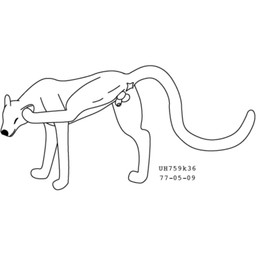 animal_genitalia anus balls eyes_closed feral genitals long_tail male rear_view scratching scratching_self sheath simple_background smile solo tail white_background urbanhermit cheetah felid feline mammal 1977 20th_century ancient_art black_and_white dated monochrome
