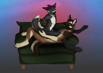 animal_genitalia animal_penis anthro anthro_on_anthro bdsm black_body black_fur bondage bound canine_genitalia canine_penis cowgirl_position dominant dominant_male duo ear_piercing erection from_front_position fur furniture genitals hair hands_behind_back lying male male/male male_on_bottom male_on_top muzzle_(object) muzzled on_back on_bottom on_top penis piercing purple_hair sex sofa straddling submissive submissive_male labbedog canid canine canis domestic_dog fox german_shepherd herding_dog mammal pastoral_dog 2014