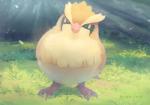 2019 ambiguous_gender avian beak bird feral fluffy generation_1_pokemon grass hi_res nintendo outside pidgey plant pokemon pokemon_(species) signature solo stardragonhorse