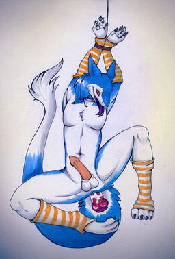 anal anal_penetration anthro arm_warmers armwear balls bdsm blue_body blue_fur clothing dildo erection footwear fur genitals knot legwear male paws penetration penis rope sex_toy simple_background socks solo tail tongue tongue_out yellow_eyes unknown_artist markus_(dowantanaccount) mammal sergal source_request traditional_media_(artwork)