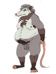 anthro balls belly big_belly body_hair flaccid genitals grey_body hairy_balls male moobs nipples overweight overweight_male penis simple_background solo swarentaiger american_opossum mammal marsupial 2024 hi_res