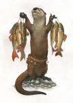 belt brown_body brown_fur claws cork eyes_closed feral fish fish_hook fur holding_object hook mammal marine merchant mustelid otter proud raised_hand rowkey simple_background solo standing traditional_media_(artwork) utility_belt water whiskers white_background