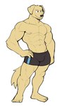 abs anthro barefoot biceps big_muscles bulge clothed clothing eyebrows feet fur hand_on_hip male muscular muscular_anthro muscular_male navel nipples obliques pecs plantigrade simple_background smile solo standing topless topless_anthro topless_male tuft underwear white_background jrjresq bird_dog canid canine canis domestic_dog golden_retriever hunting_dog mammal retriever 2022 hi_res