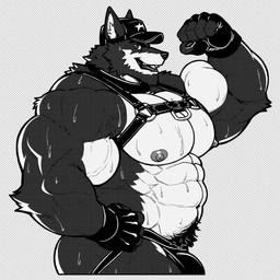 abs anthro biceps big_deltoids big_muscles big_pecs bodily_fluids bulge claws clothing deltoids finger_claws fingerless_gloves fist flexing flexing_bicep fur furgonomic_hat furgonomic_headwear furgonomics gloves handwear harness jockstrap looking_aside_at_viewer male multicolored_body multicolored_fur muscular muscular_anthro muscular_arms muscular_male muscular_thighs navel obliques open_mouth pecs pubes serratus solo sweat two_tone_body two_tone_fur underwear vein veiny_muscles revelion royce_(revelion) canid canine canis mammal wolf 1:1 2026 greyscale hi_res monochrome