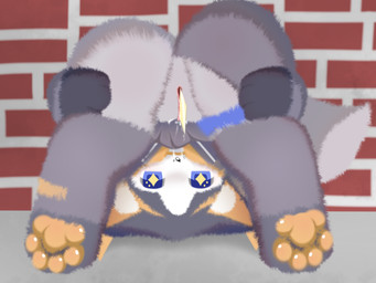 butt clothed clothing female fur genitals grey_body grey_fur handstand headstand multicolored_body object_in_pussy rear_view solo vaginal vulva shiningcanc anke canid canine fox mammal 4:3 hi_res