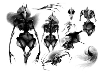 anthro bone breasts claws creepy female floating grey_hair hair horror_(theme) levitation long_claws long_hair rib_cage ribs skeleton skull skull_head solo supernatural teeth transformation translucent translucent_body vein mikelocesterlanders canid canine mammal absurd_res hi_res model_sheet monochrome sketch