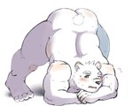 anthro ass_up black_nose blush bodily_fluids butt clothing fur humanoid_hands jack-o'_pose kemono male overweight overweight_male pose simple_background solo sweat white_background white_body white_fur shimo_kawa vtuber jugo_kumagai bear mammal polar_bear ursine 2021 5:4