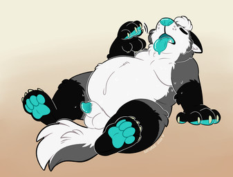 animal_genitalia anthro belly blue_nose blue_pawpads bodily_fluids drooling genitals male overweight overweight_male pawpads paws penis saliva sheath slightly_chubby slightly_chubby_male solo sweat sweatdrop tongue tongue_out kaiizree clover_(cloverfusky) canid canine canis domestic_dog fox husky hybrid mammal nordic_sled_dog spitz hi_res