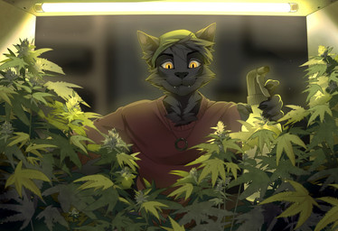 5_fingers anthro black_body black_fur black_nose blurred_background clothed clothing detailed_background drugs fingers fur male marijuana smile solo whiskers yellow_eyes drmax domestic_cat felid feline felis mammal 2022 digital_media_(artwork) hi_res