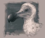 ambiguous_feral ambiguous_gender beady_eyes beak big_beak border feathers feral glistening glistening_beak orange_border side_view simple_background solo caymartworks avian bird columbid dodo recently_extinct_species 2019 adobe_photoshop_(artwork) bust_portrait digital_media_(artwork) hi_res monochrome portrait