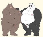 anthro balls bashful belly brown_body brown_fur duo embarrassed erection eyewear facial_scar fupa fur genitals glasses male male/male nipples nude overweight penis pubes scar smile smirk angusart mihoyo zenless_zone_zero ben_bigger pan_yin_hu bear giant_panda mammal hi_res