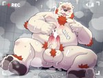 2022 4:3 absurd_res anthro bathroom bear belly big_belly blush bodily_fluids cum detailed_background ejaculation eyes_closed feet genital_fluids genitals hi_res humanoid_genitalia humanoid_hands humanoid_penis kemono male mammal masturbation moobs nipples overweight overweight_male peekeroro penis pubes sitting solo steam tongue tongue_out white_body