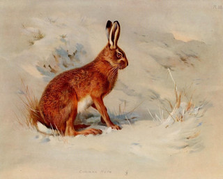 ambiguous_gender belly brown_body brown_eyes brown_fur feral fur long_ears no_sclera nude outside quadruped realistic side_view solo text whiskers white_belly archibald_thorburn public_domain hare lagomorph leporid mammal 20th_century 5:4 ancient_art biological_illustration english_text technical_illustration traditional_media_(artwork) zoological_illustration