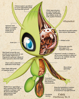 ambiguous_gender anatomical_diagram anatomical_study anatomy anatomy_chart antennae_(anatomy) anthro biped blue_eyes blue_pupils chart cross_section front_view green_body looking_at_viewer pupils simple_background solo tan_background text twitter_handle white_sclera x-ray_view christopher_stoll nintendo pokemon pokenatomy celebi generation_2_pokemon legendary_pokemon pokemon_(species) 2022 biological_illustration copyright_name digital_drawing_(artwork) digital_media_(artwork) english_text full-length_portrait hi_res portrait species_name technical_illustration