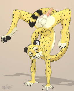 animal_genitalia animal_penis anthro balls black_ears feline_genitalia feline_penis fur genitals male markings on_hands penile_spines penis saggy_balls sheath slim solo spots spotted_body spread_legs spreading upside_down yellow_body yellow_eyes yellow_fur xleb0rezka cheetah felid feline mammal hi_res