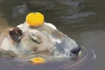 brown_body brown_fur eyes_closed feral food fruit fur half_submerged orange_(fruit) outside plant solo swimming water waterscape white_body white_fur mc1 capybara caviid mammal rodent 3:2 hi_res