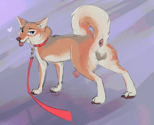 animal_genitalia animal_penis anus balls blue_eyes canine_genitalia canine_penis collar curled_tail feral fur genitals grey_body grey_fur heart_symbol leash male orange_body orange_fur penis solo tail tongue tongue_out white_body white_fur queenkoko fen_(hakudoge) canid canine canis domestic_dog mammal shiba_inu spitz absurd_res hi_res