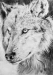 ambiguous_gender feral fluffy fur realistic simple_background solo white_background fuzzymaro canid canine canis mammal wolf graphite_(artwork) monochrome traditional_media_(artwork)