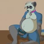 anthro balls belly big_belly biped bodily_fluids collar collar_only cum genital_fluids genitals male masturbation navel nude penile penile_masturbation penis precum pregnant pregnant_anthro pregnant_male sitting solo slushee. dewey_(deweyferret) domestic_ferret mammal mustelid musteline true_musteline weasel 1:1 2018 hi_res