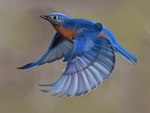 abstract_background ambiguous_gender beak black_eyes blue_body blue_feathers empty_eyes feathered_tail feathered_wings feathers feral flying grey_body grey_feathers mouth_closed multicolored_body multicolored_feathers orange_body orange_feathers side_view solo tail wings jerichorus avian bird 2017 digital_drawing_(artwork) digital_media_(artwork) full-length_portrait hi_res portrait shaded