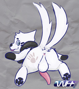 2_tails alternate_color anus backsack balls black_markings black_pawpads blue_eyes butt erection fur genitals hand_print hand_print_on_butt leg_markings looking_at_viewer looking_back lying male markings multi_tail multicolored_body multicolored_fur on_front pawpads penis pink_anus pink_penis presenting presenting_hindquarters raised_tail smile socks_(marking) solo tail tongue tongue_out two_tone_body two_tone_fur white_balls white_body white_fur warlordhunter01 nintendo pokemon rippa buizel generation_4_pokemon pokemon_(species)