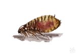 ambiguous_gender beady_eyes feral logo side_view solo tan_body kola_(artist) arthropod flea insect 2016 artist_logo dated signature