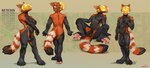 anthro balls digitigrade genitals humanoid_genitalia humanoid_penis male multiple_poses nude pawpads penis pose sitting solo spread_legs spreading standing stripes tail oselotti ailurid mammal red_panda 2025 hi_res model_sheet