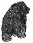 big_butt butt feral looking_aside male nude overweight overweight_feral overweight_male rear_view simple_background sketchy solo white_background dakota-bear bear mammal 2009 monochrome sketch traditional_media_(artwork)