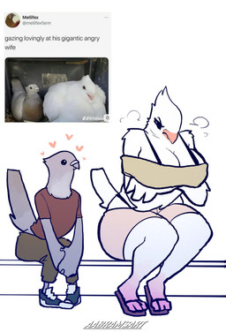 anthro arms_crossed_under_breasts beak big_breasts black_eyes bottomwear bra_strap breasts brown_bottomwear brown_clothing brown_pants cleavage clothed clothing crop_top curvy_figure duo eyelashes feathers female footwear grey_body grey_feathers heart_symbol hearts_around_head huge_hips huge_thighs husband_and_wife larger_female male married_couple off_shoulder pants photo_reference pink_bottomwear pink_clothing pink_shorts red_clothing red_shirt red_t-shirt red_topwear sandals shirt shoes shorts sitting size_difference smaller_male sneakers t-shirt tail tail_feathers text thick_thighs thong_straps topwear voluptuous voluptuous_anthro voluptuous_female white_body white_feathers wide_hipped_anthro wide_hipped_female wide_hips aabramsart twitter avian bird columbid pigeon 2025 absurd_res artist_name digital_drawing_(artwork) digital_media_(artwork) english_text hi_res reference_image watermark