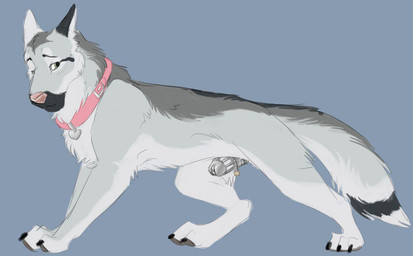 alternate_species animal_genitalia chastity_cage chastity_device collar feral fully_sheathed fur genitals lock looking_at_viewer male nude over_sheath_chastity_cage padlock sheath sheath_chastity_cage simple_background solo tail marjani kieran_(homphs) canid canine canis domestic_dog german_shepherd herding_dog mammal pastoral_dog 2016