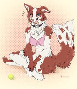 anthro ball bdsm bottomless bottomless_anthro bottomless_female bra bra_only claws clothed clothing crossed_legs eyelashes fangs female floppy_ears fluffy fluffy_tail heterochromia looking_at_viewer open_mouth pawpads petplay pink_bra pink_claws pink_clothing pink_underwear roleplay smile solo tail tail_motion tailwag teeth tennis_ball tongue tongue_out underwear underwear_only conditional_dnp puddingpaw emily_(awkwardcollie) border_collie canid canine canis collie domestic_dog herding_dog mammal pastoral_dog sheepdog hi_res