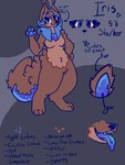 anthro blue_eyes blue_hair brown_body brown_fur brown_hair ear_tuft eyelashes eyelashes_through_hair facial_piercing female fluffy fluffy_tail fur hair heterochromia nose_piercing piercing purple_eyes septum_piercing slime solo tail text translucent translucent_hair tuft buzleorsmthn iris_(buzleorsmthn) canid canine fox goo_creature hybrid mammal absurd_res hi_res model_sheet