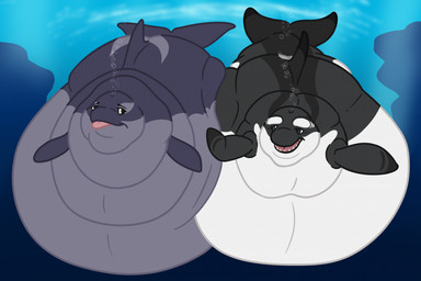 belly black_body black_fin blowhole bubble dolphin_tail dorsal_fin duo female female/female feral fin grey_body morbidly_obese obese overweight overweight_female overweight_feral toony underwater water white_belly greylinesredlight hera_(reececav27) aquatic cetacean dolphin mammal oceanic_dolphin orca toothed_whale 2026 hi_res tagme