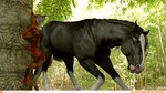 anthro butt cheek duo female feral forced male male/female male/male pain pillar playing squish strain strained weightplay weights vulpineadonis canid canine equid equine fox horse mammal squash_(disambiguation) 16:9 hi_res widescreen