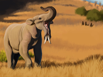black_eyes blue_sky brown_body brown_fur day feral fur grass grey_body grey_skin group hill light plant proboscis_(anatomy) quadruped shrub sky solo sunlight trunk_(anatomy) tusks agustindiazart archaic_human deinotherium hominin homo_habilis mammal prehistoric_species primate proboscidean 2025 4:3 hi_res