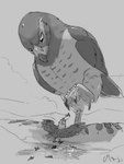 4_toes ambiguous_gender anisodactyl city duo feet feral footprint landscape_dwarfing macro male raised_foot size_difference toes magpi aervem accipitrid accipitriform avian bird buteo chickenhawk eagle red-tailed_hawk 2021 3:4 digital_media_(artwork) hi_res monochrome signature