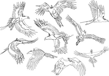 4_toes all_fours ambiguous_gender anisodactyl arm_support beak beak_closed bent_over carrying_another carrying_partner duo extreme_size_difference feathered_tail feathered_wings feathers feet feral flying forward_arm_support kneeling larger_feral lying macro macro_feral mouth_closed multiple_poses on_front pose raised_arms riding riding_on_back simple_background sitting size_difference smaller_human spread_wings tail toes white_background wings hodarinundu terus_(kargaroc586) accipitriform avian bird human mammal secretary_bird 2023 absurd_res digital_media_(artwork) hi_res monochrome sketch sketch_page